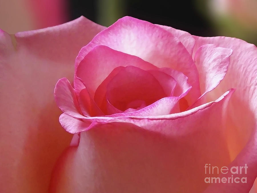 Pink Rose Bud Photograph by Jasna Dragun