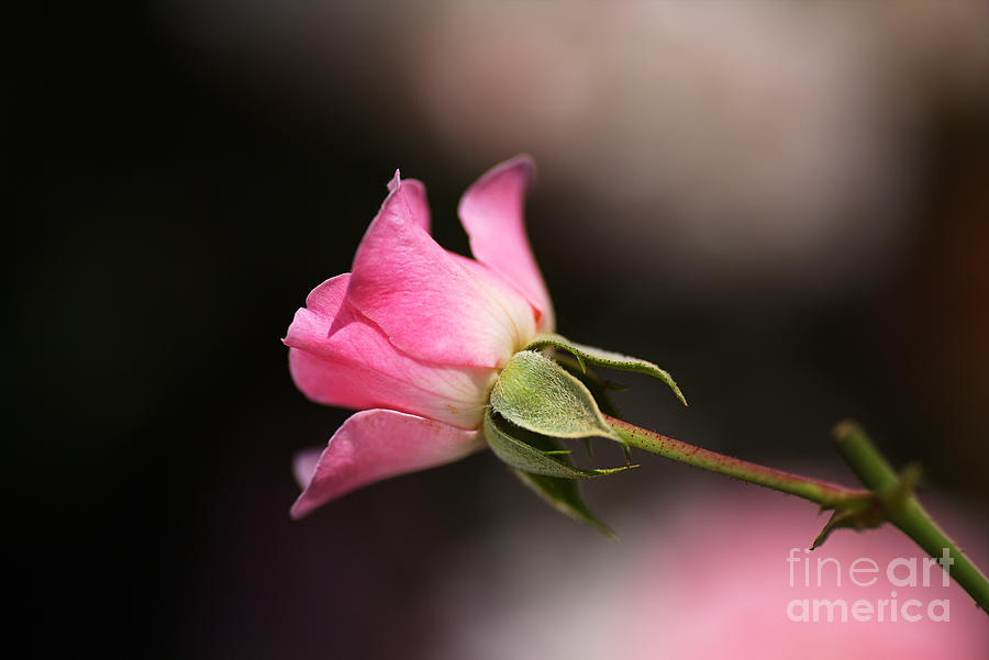 Pink Rose Bud Of Love Photograph by Joy Watson