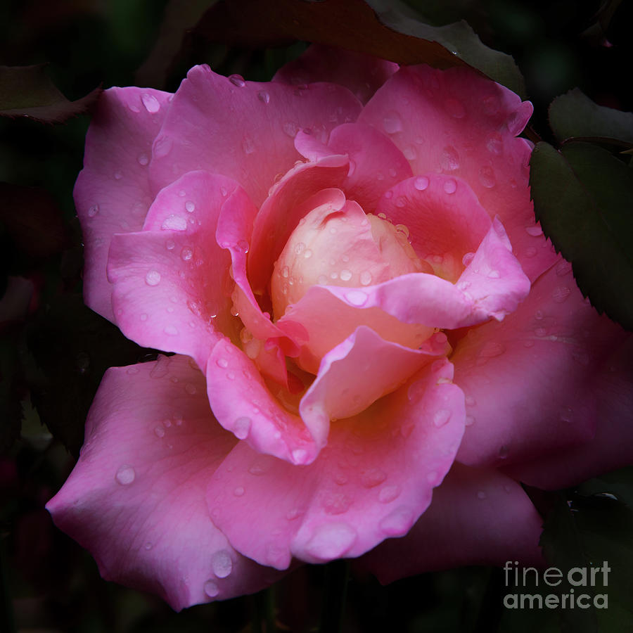 Pink Rose Budding in the Rain Photograph by Neala McCarten