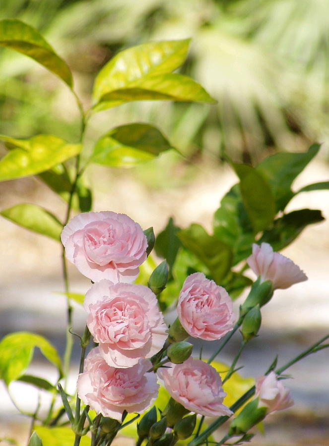 Pink Rose Bush Photograph by Diana Cooper - Pixels