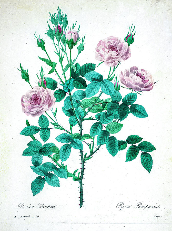 Pink rose bush illustration 1827 r2 Drawing by Botany Pixels