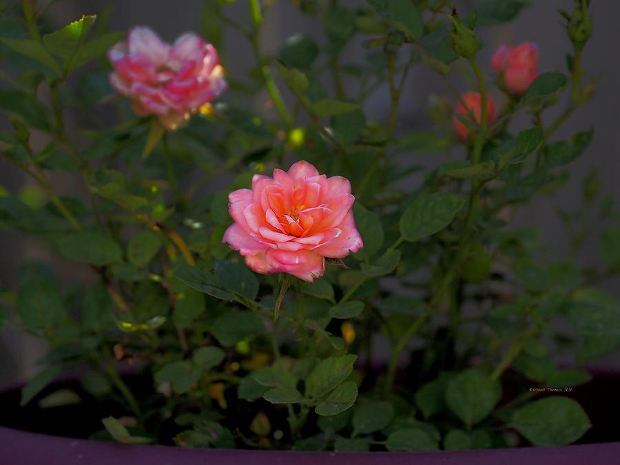 Pink Rose Bush Photograph by Richard Thomas