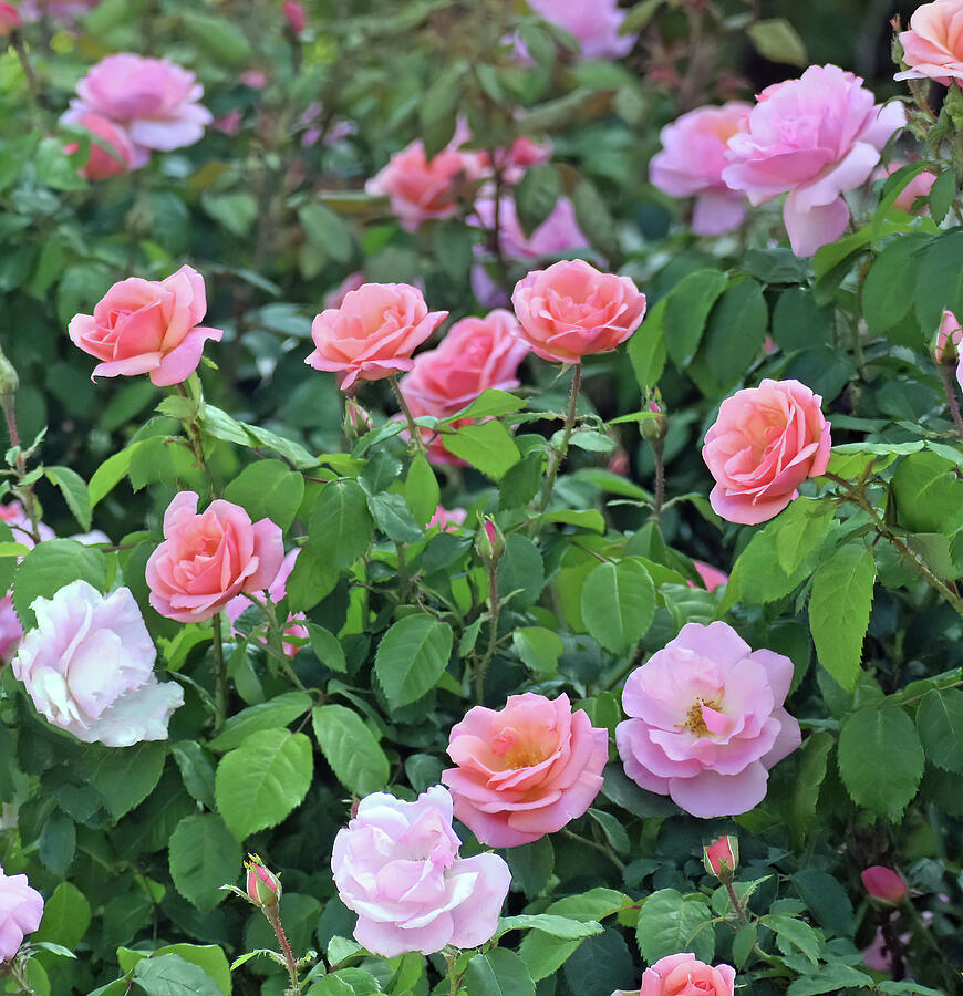 Pink Rose Bush Photograph by Roberta Byram