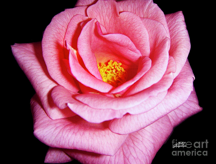 Pink Rose Photograph by CAC Graphics