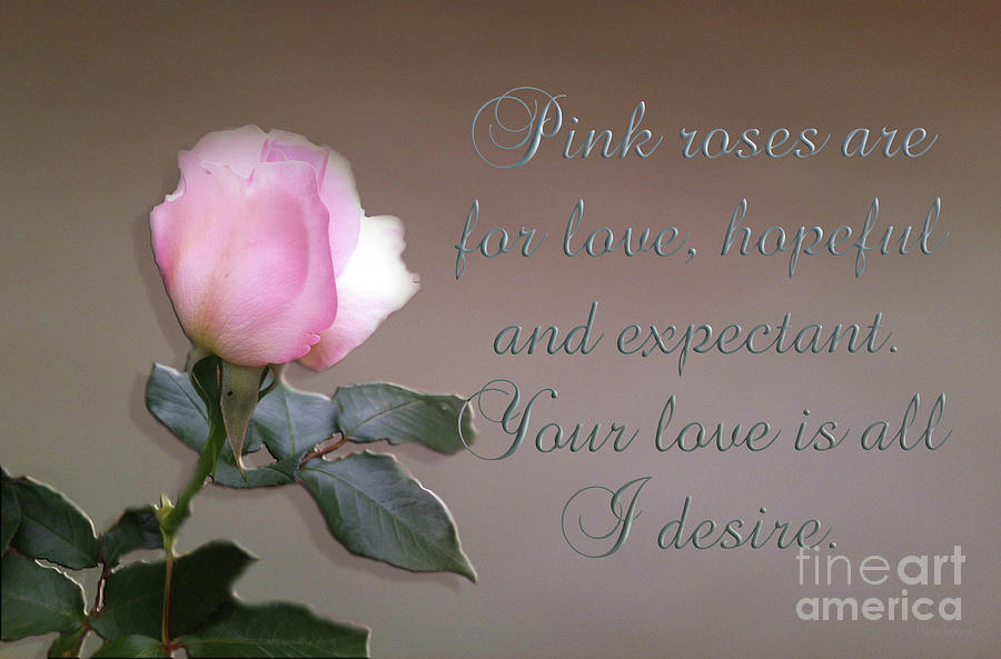 Pink Rose card Photograph by Elaine Teague