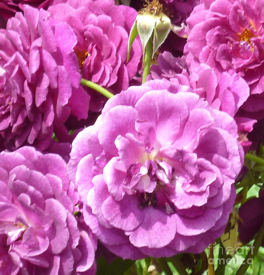 Mask Photograph - Pink Rose by Carolyn Weltman Mask Photograph - Pink Rose by Carolyn Weltman