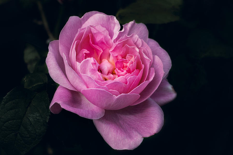 Pink Rose Photograph by Carrie Hannigan