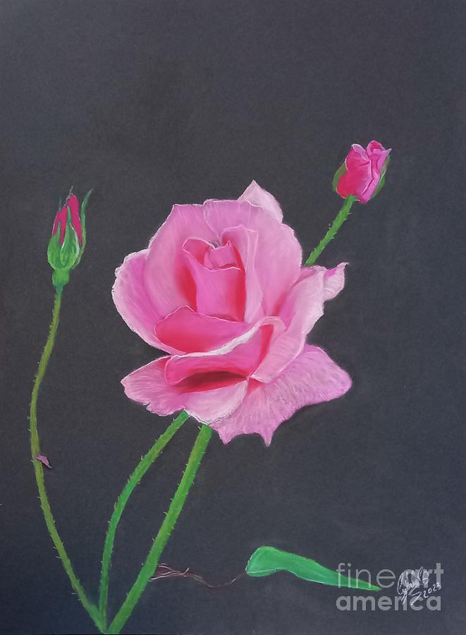 Pink Rose Pastel by Cybele Chaves