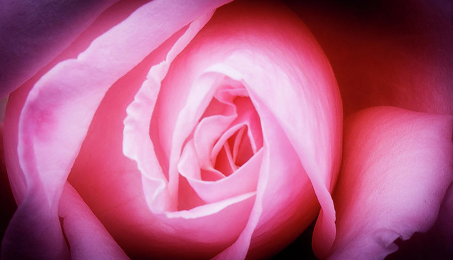 Pink Rose Photograph by David Morehead
