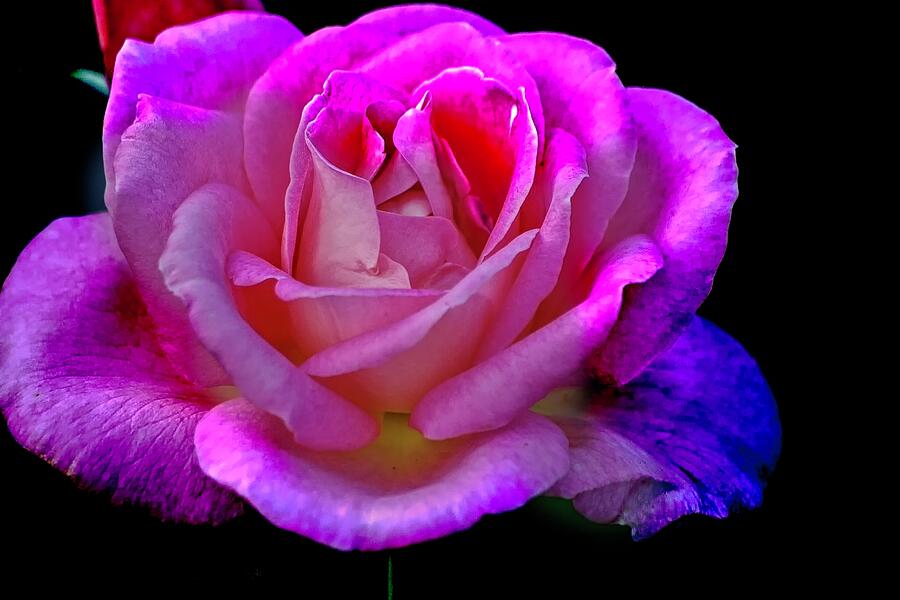 Pink Rose Photograph by Dennis Baswell