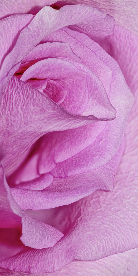 Pink Rose Details Photograph by Susan Candelario