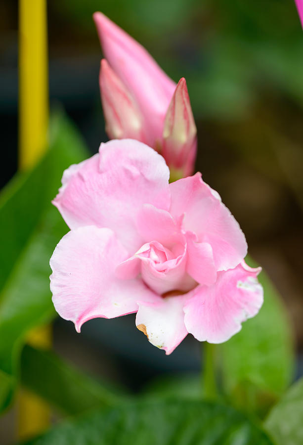 Pink Rose Dipladenia Flower Photograph by Kwanchaichaiudom
