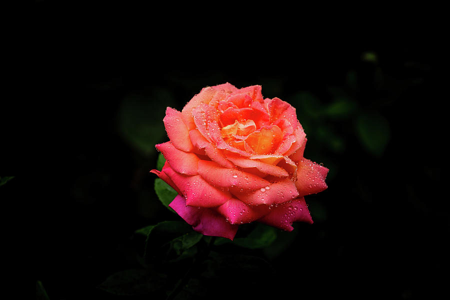 Pink rose Photograph by Doug Long