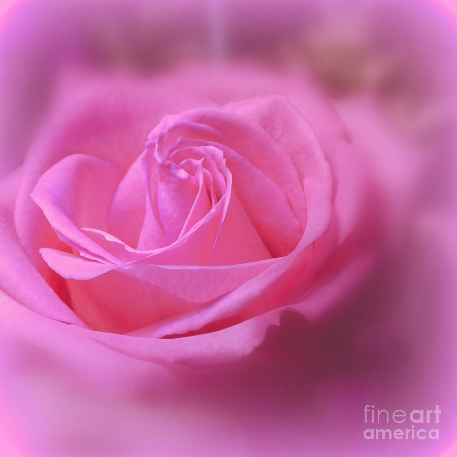 Pink Rose Photograph by Ella Kaye Dickey