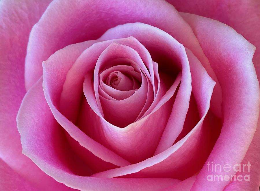 Pink Rose Enchantment Photograph by Shari Stamford Krause - Fine Art ...