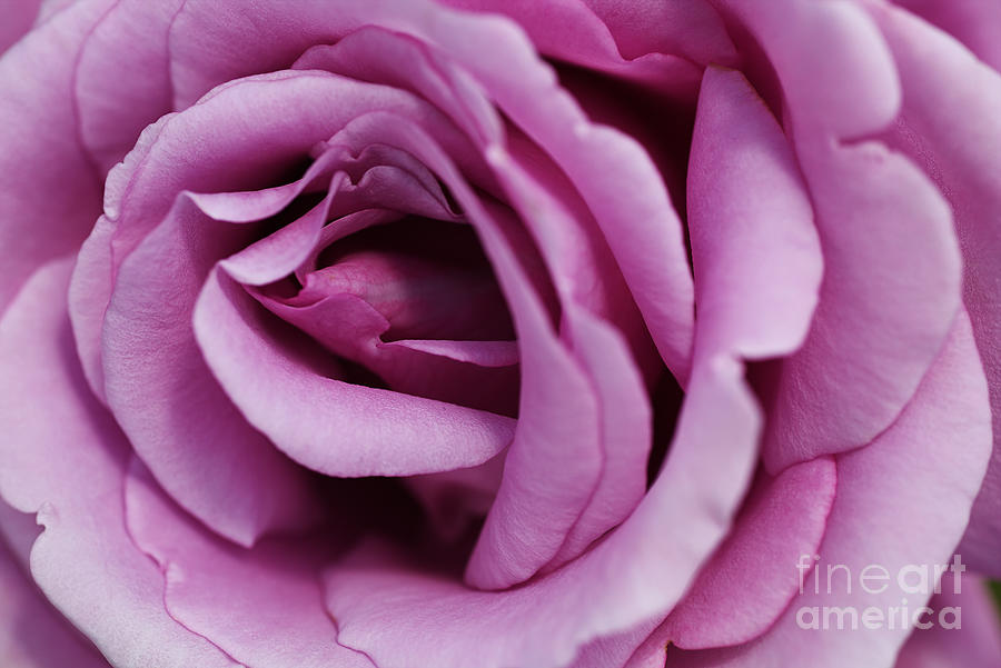 Pink Rose Flower Photograph by Joy Watson