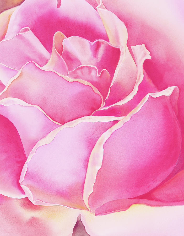 Pink Rose Flower Petals Watercolor Painting