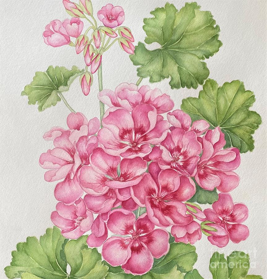 Pink rose geranium, close-up Painting by Inese Poga