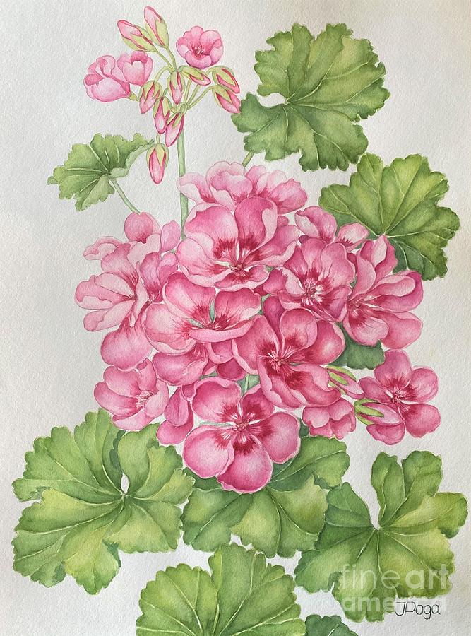 Pink rose geranium Painting by Inese Poga