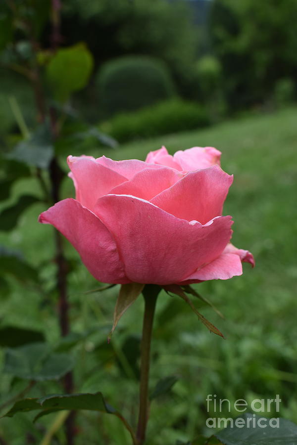 Pink Rose HD Wallpaper Photograph by Ravi - Fine Art America