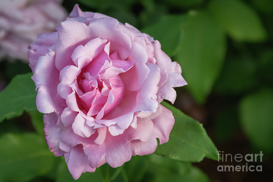 Pink Rose II Photograph by Lorraine Cosgrove