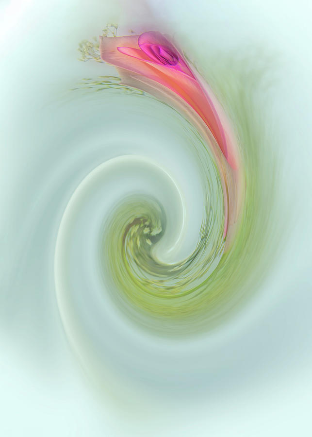 Pink Rose In A Vase Abstract Digital Art by Cordia Murphy