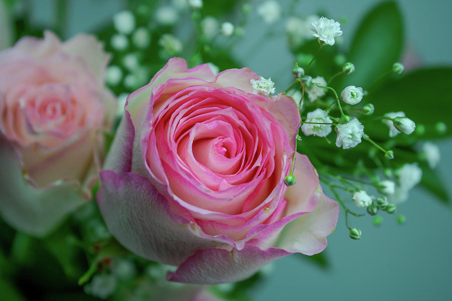 Pink Rose In Cool Colors Photograph
