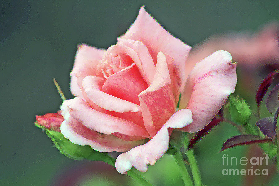 Pink Rose in Profile Digital Art by Tina Uihlein