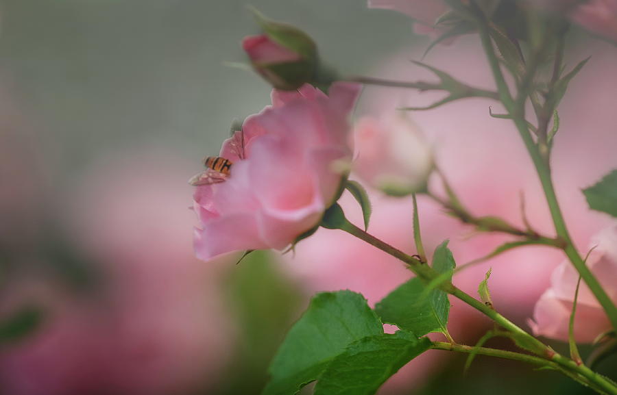 Pink Rose In The Early Foggy Morning.. Photograph by Aleksandrs Drozdovs