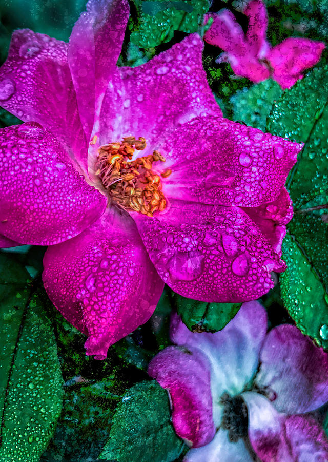Pink Rose in the Rain Photograph by Cordia Murphy