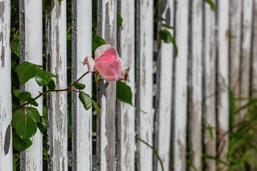 Pink rose in white fence Photograph by Denise Kopko