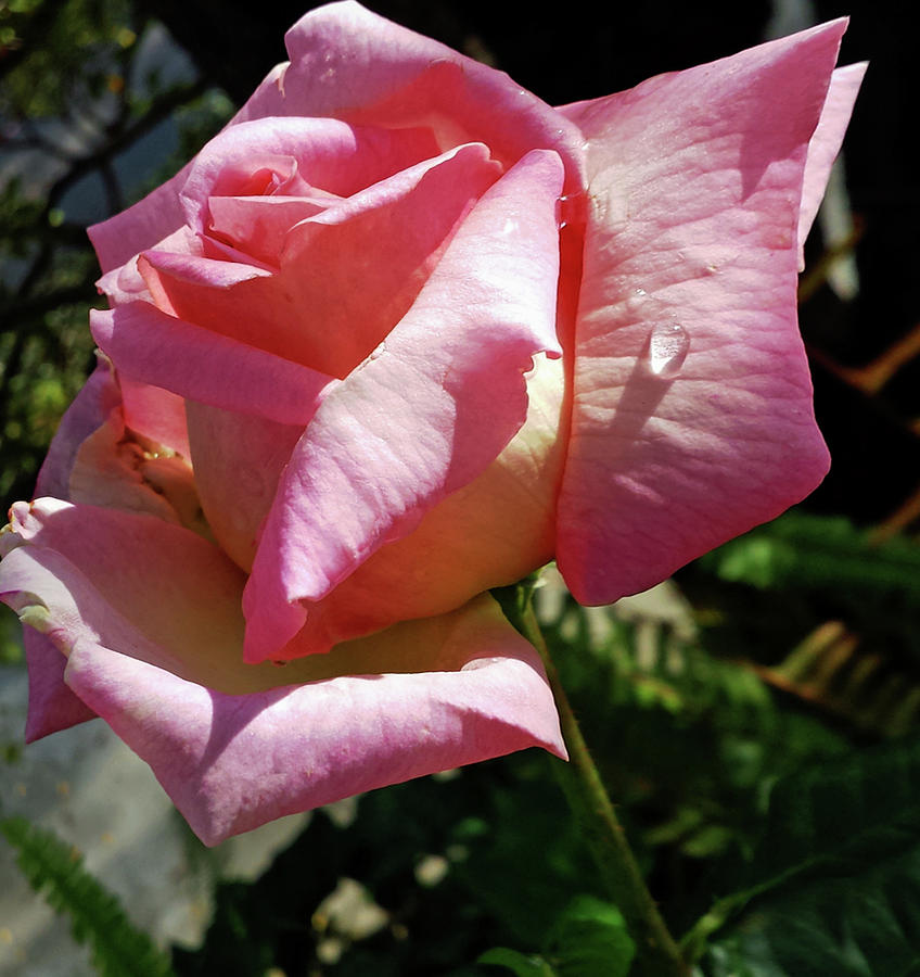 Pink Rose Digital Art by John Waiblinger
