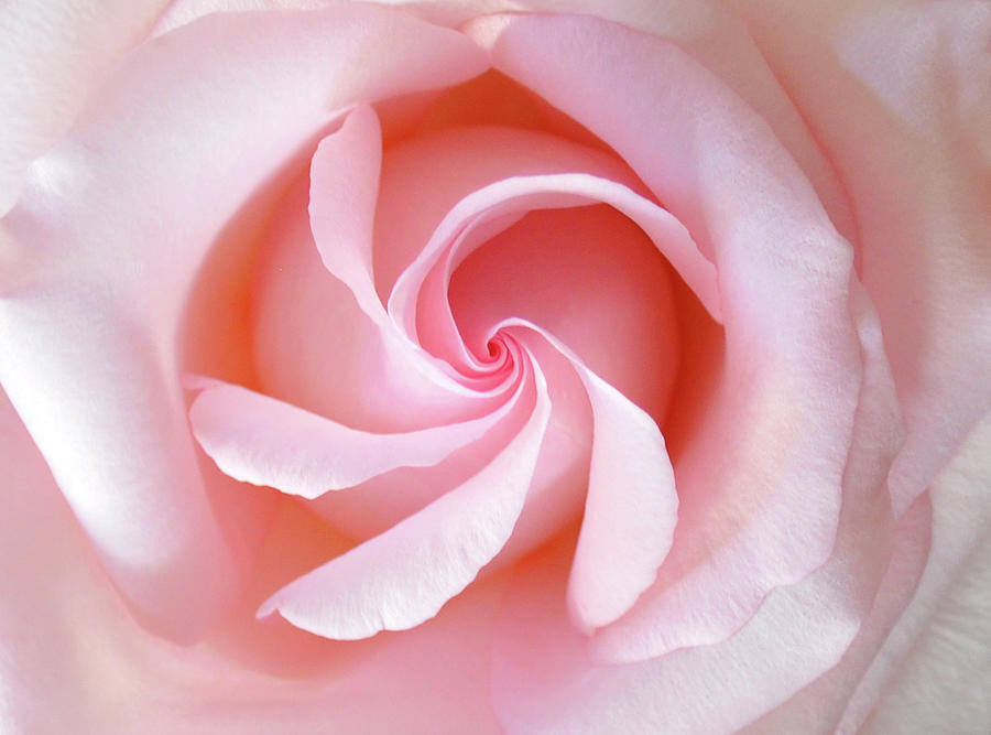 Pink Rose Photograph by Julia Wilcox