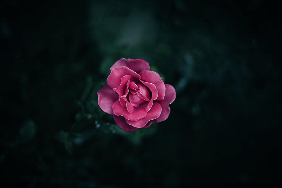Flower Photograph - Pink Rose by Julius Thomas Flower Photograph - Pink Rose by Julius Thomas