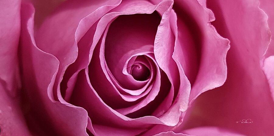 Pink Rose Landscape Painting by Carol Walden Pink Rose Landscape Painting by Carol Walden