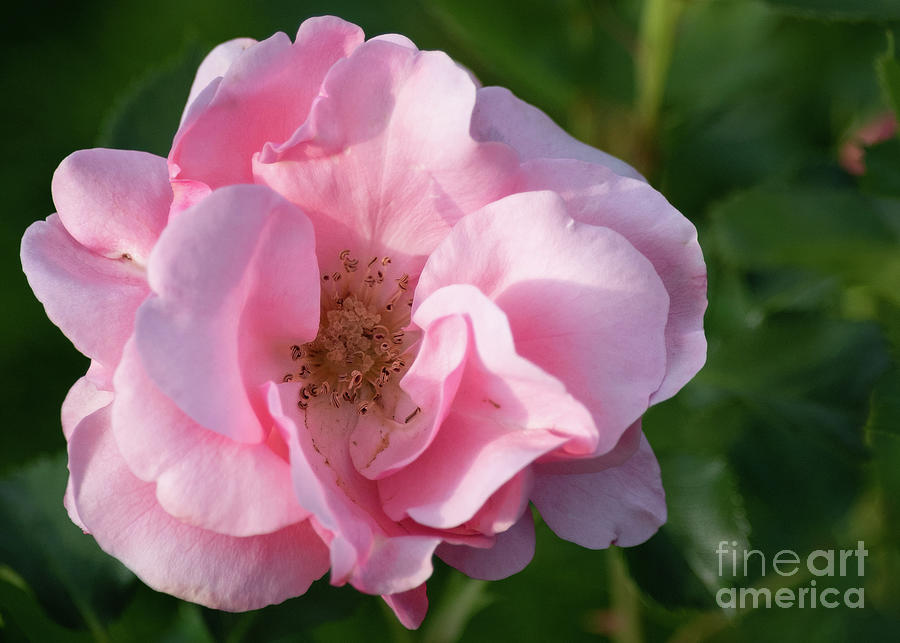 Pink Rose Photograph by Lorraine Cosgrove