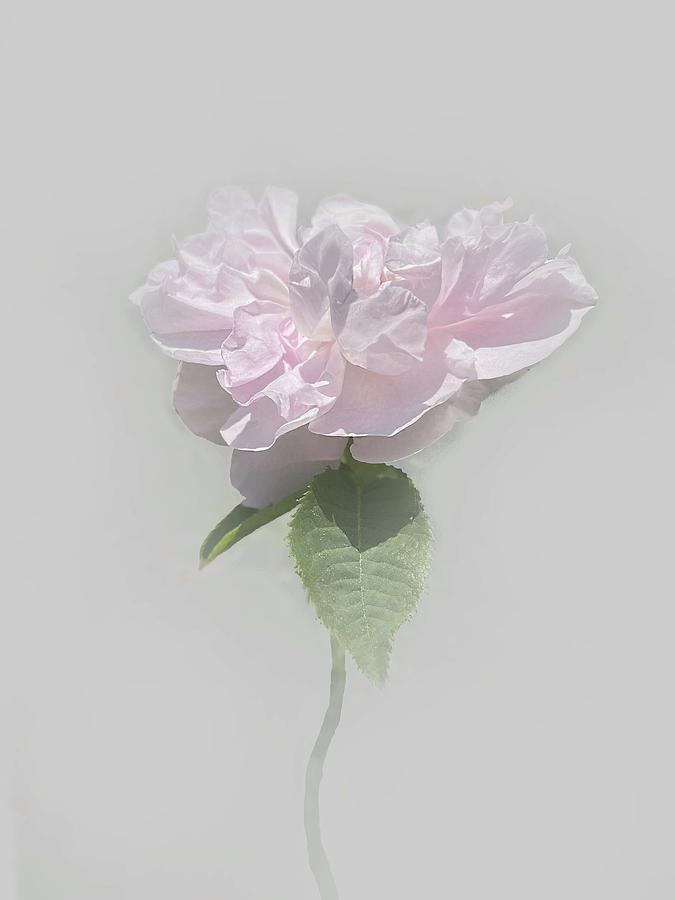 Pink Rose Photograph by Lyudmyla Melnyk - Fine Art America