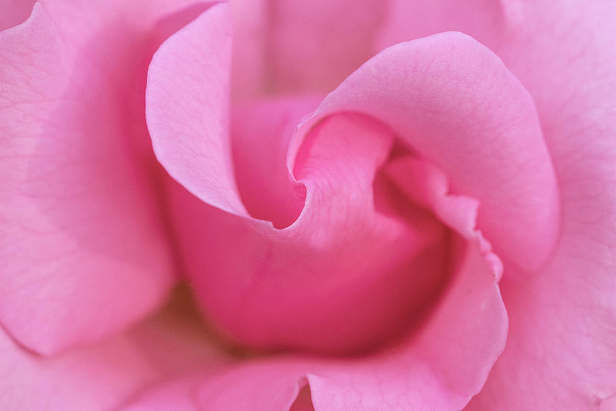 Pink rose macro Photograph by Gareth Parkes