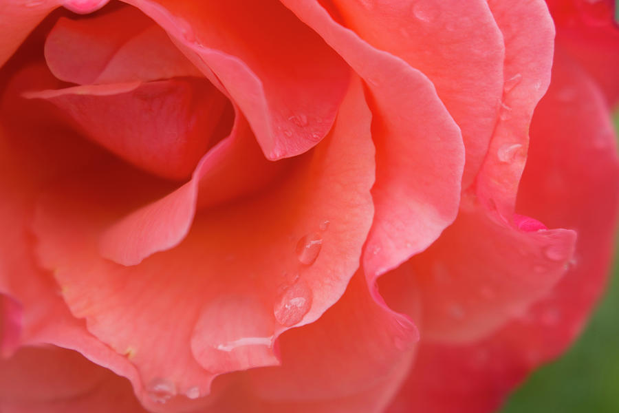 Pink Rose Macro Photograph by K Bradley Washburn
