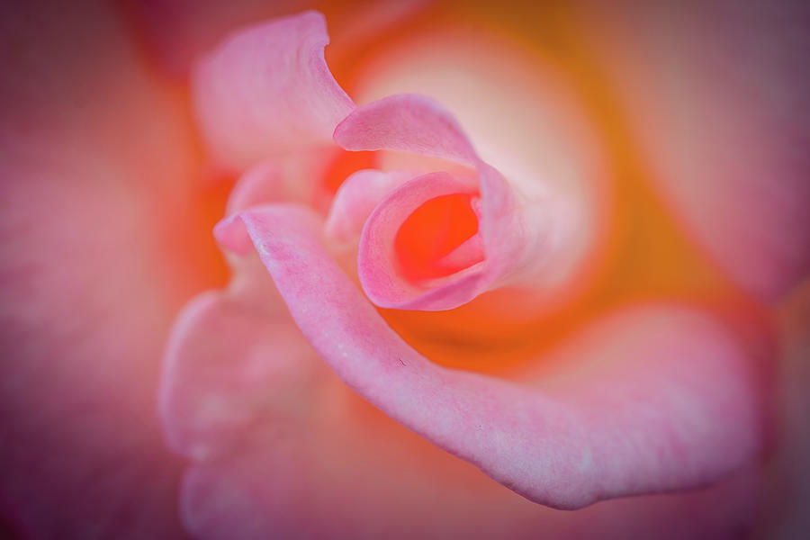 Pink rose macro Photograph by Lilia S