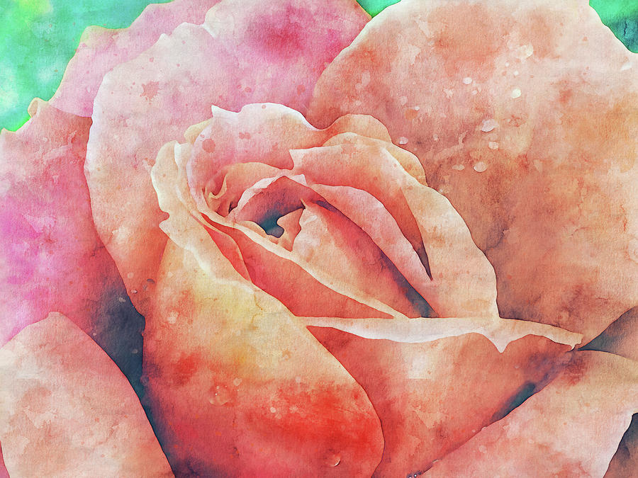 Pink Rose Macro on Turquoise Mixed Media by Peggy Collins