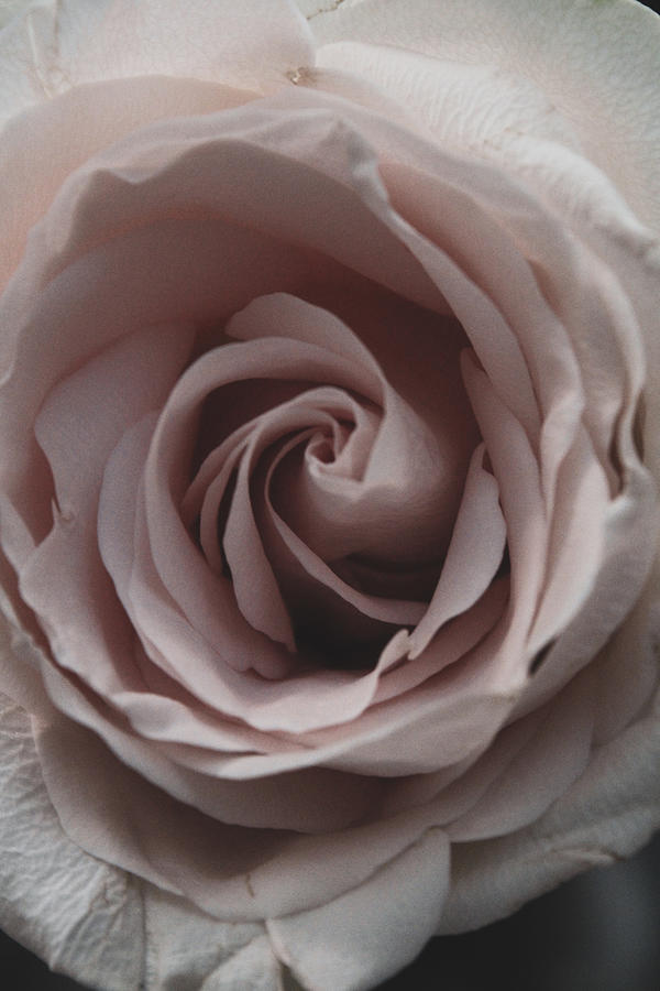 Pink Rose, Matte Photograph by W Craig Photography