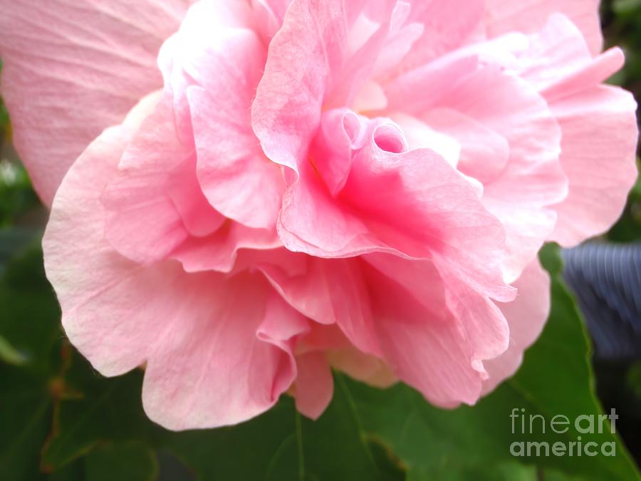 Pink Rose Of Sharon - 2 Photograph