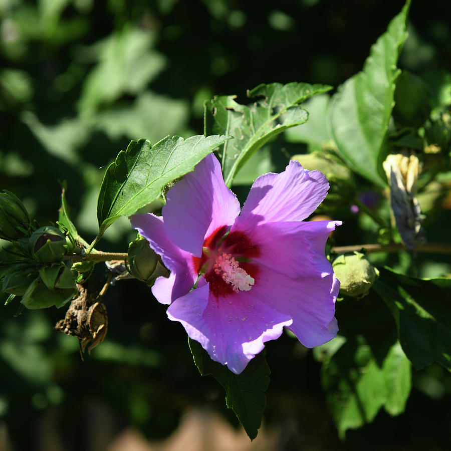 Pink Rose Of Sharon Sunrise Photograph by Robert Tubesing - Fine Art ...