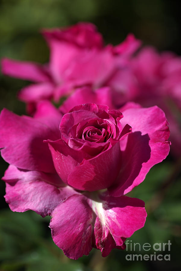 Pink Rose Of Summer Photograph by Joy Watson