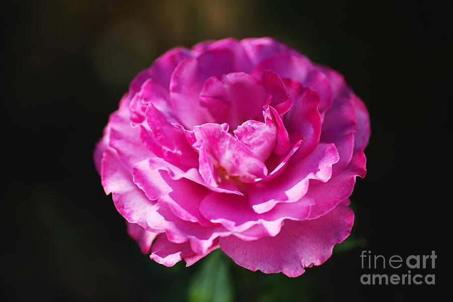 Pink Rose On Black Photograph by Joy Watson