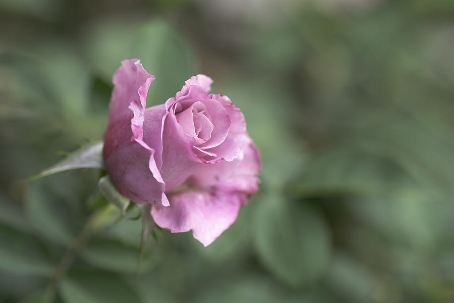 Pink rose on blurred background . Photograph by Supaneesukanakintr