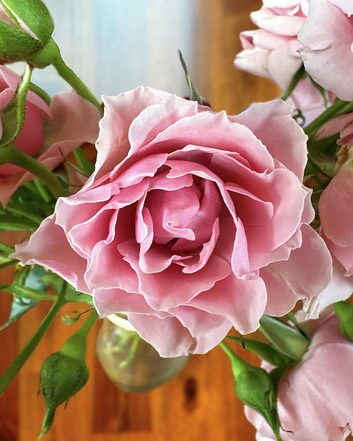 Pink Rose On Tabletop 1 Photograph by Daniel Beard - Fine Art America