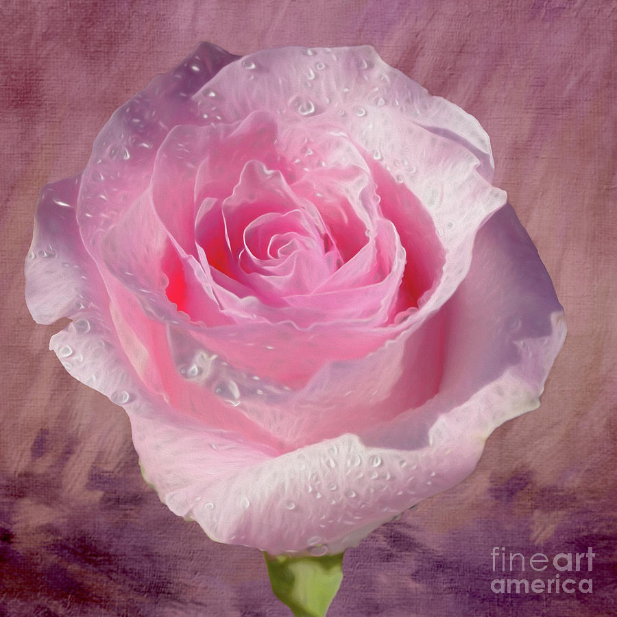 Pink Rose On Textured Background By Kaye Menner Photograph