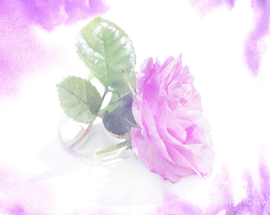 Pink Rose On White Watercolour Photograph
